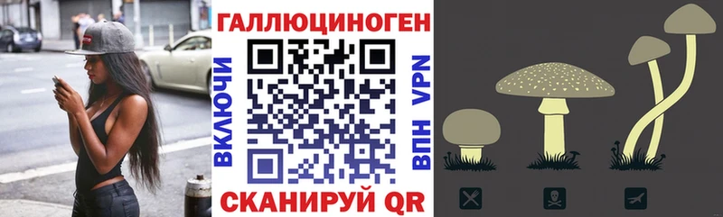 где продают   Арск  Псилоцибиновые грибы Psilocybine cubensis 